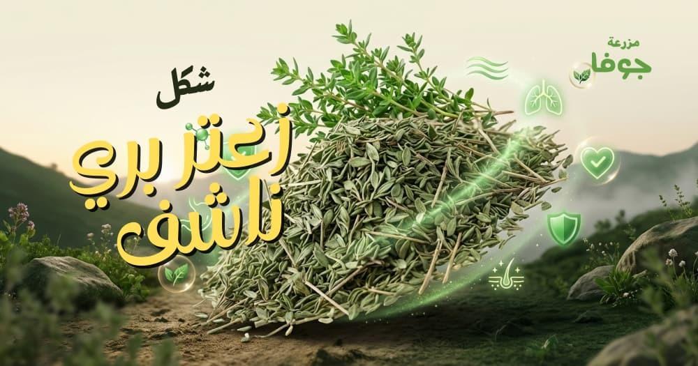 زعتر بري ناشف طبيعي عالي الجودة للاستخدام اليومي