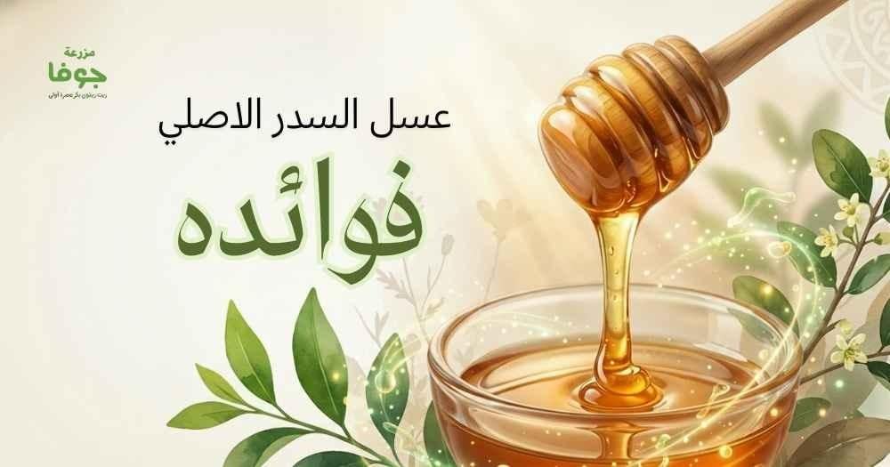 عسل السدر الاصلي فوائده