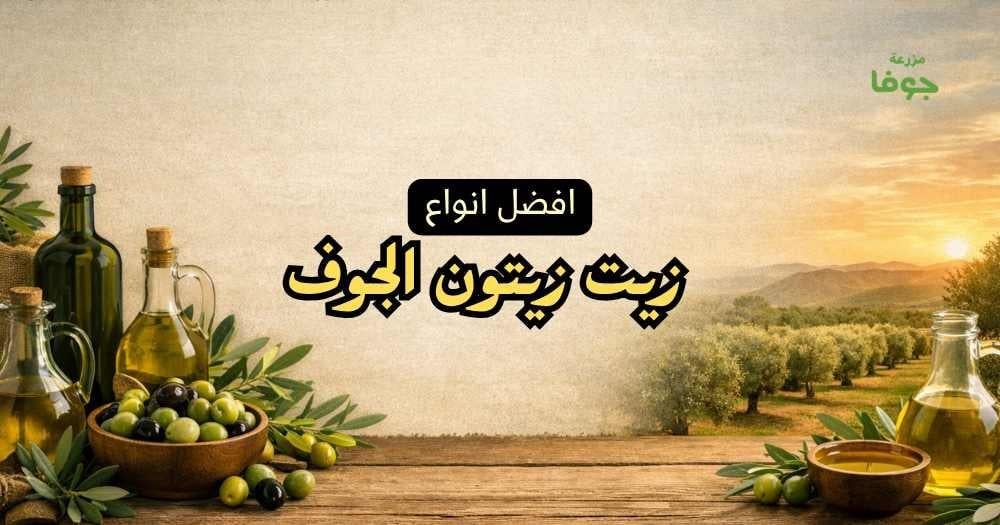 افضل انواع زيت زيتون الجوف