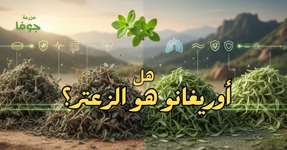هل أوريغانو هو الزعتر الفرق بينهما وأفضل الأنواع؟