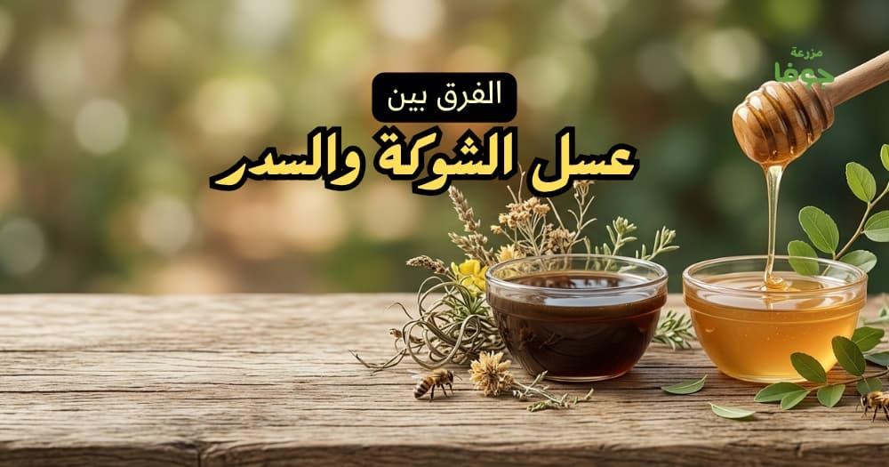 الفرق بين عسل الشوكة والسدر