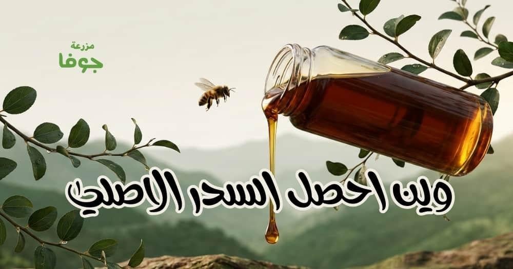 وين احصل السدر الاصلي