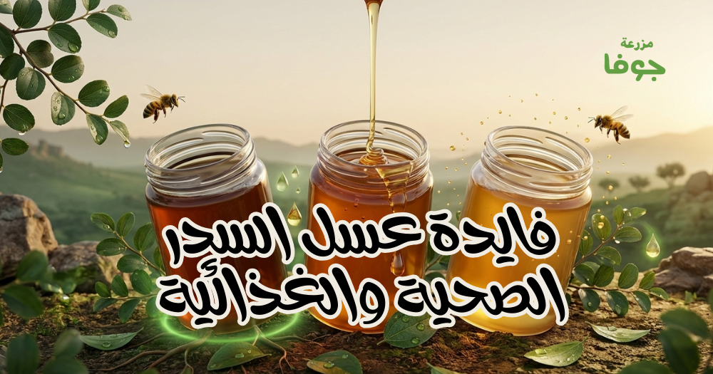 فايدة عسل السدر