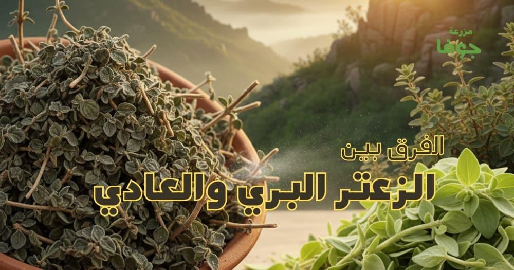 الفرق بين الزعتر البري والعادي وايهما افضل