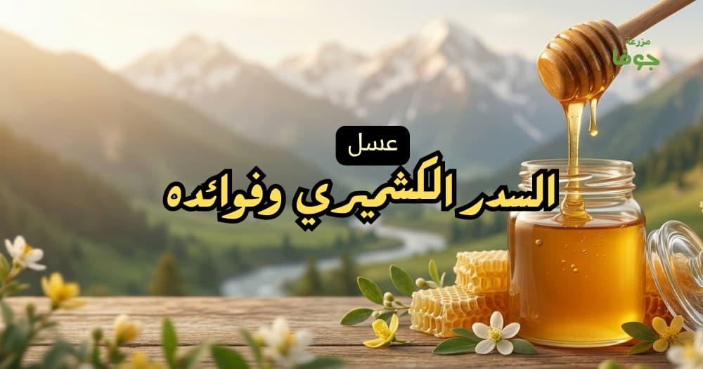 عسل السدر الكشميري وفوائده