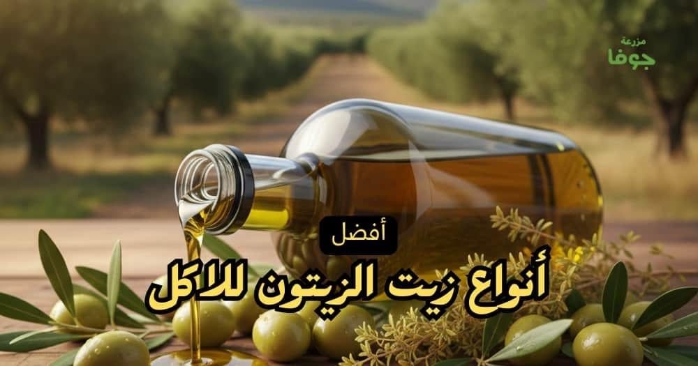 أفضل أنواع زيت الزيتون للاكل في السعودية