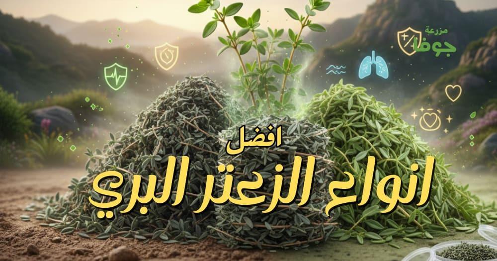 افضل انواع الزعتر البري