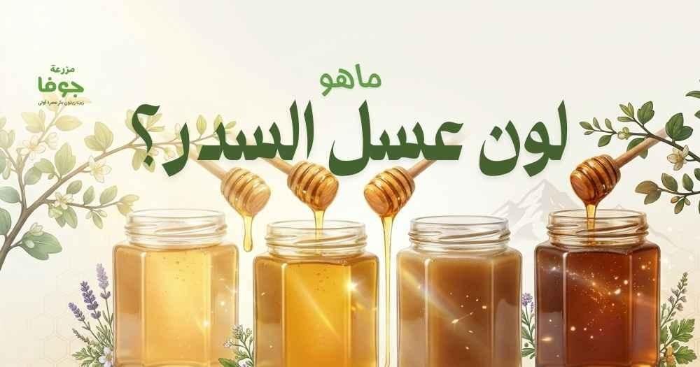 ماهو لون عسل السدر