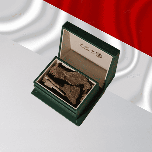 العود المروكي الحي