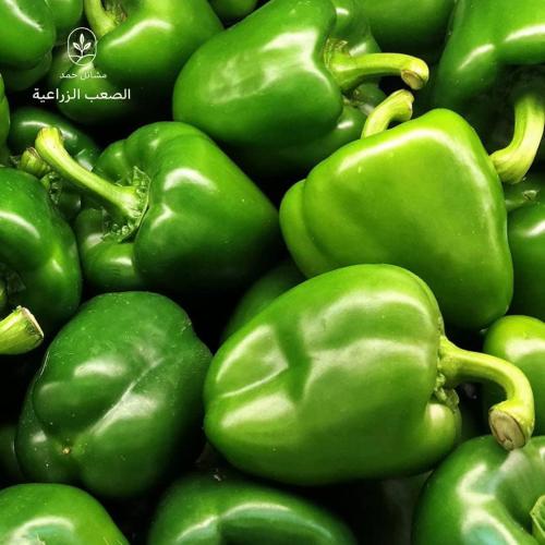 بذور الفلفل بارد- Capsicum annuum