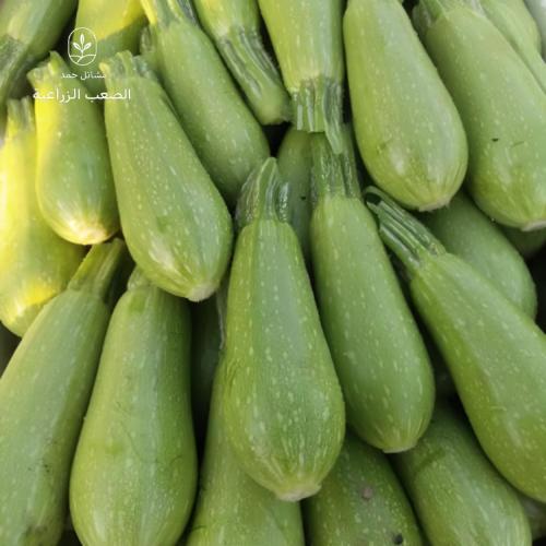 بذور الكوسة-Cucurbita pepo var. cylindrica
