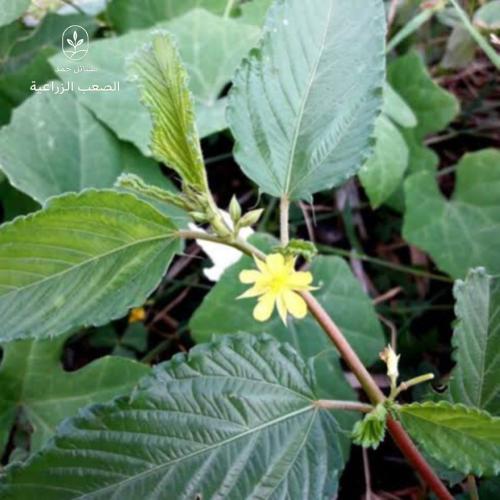 بذور الملوخية- Corchorus olitorius