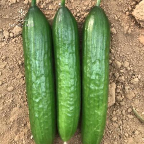 بذور الخيار-Cucumis sativus