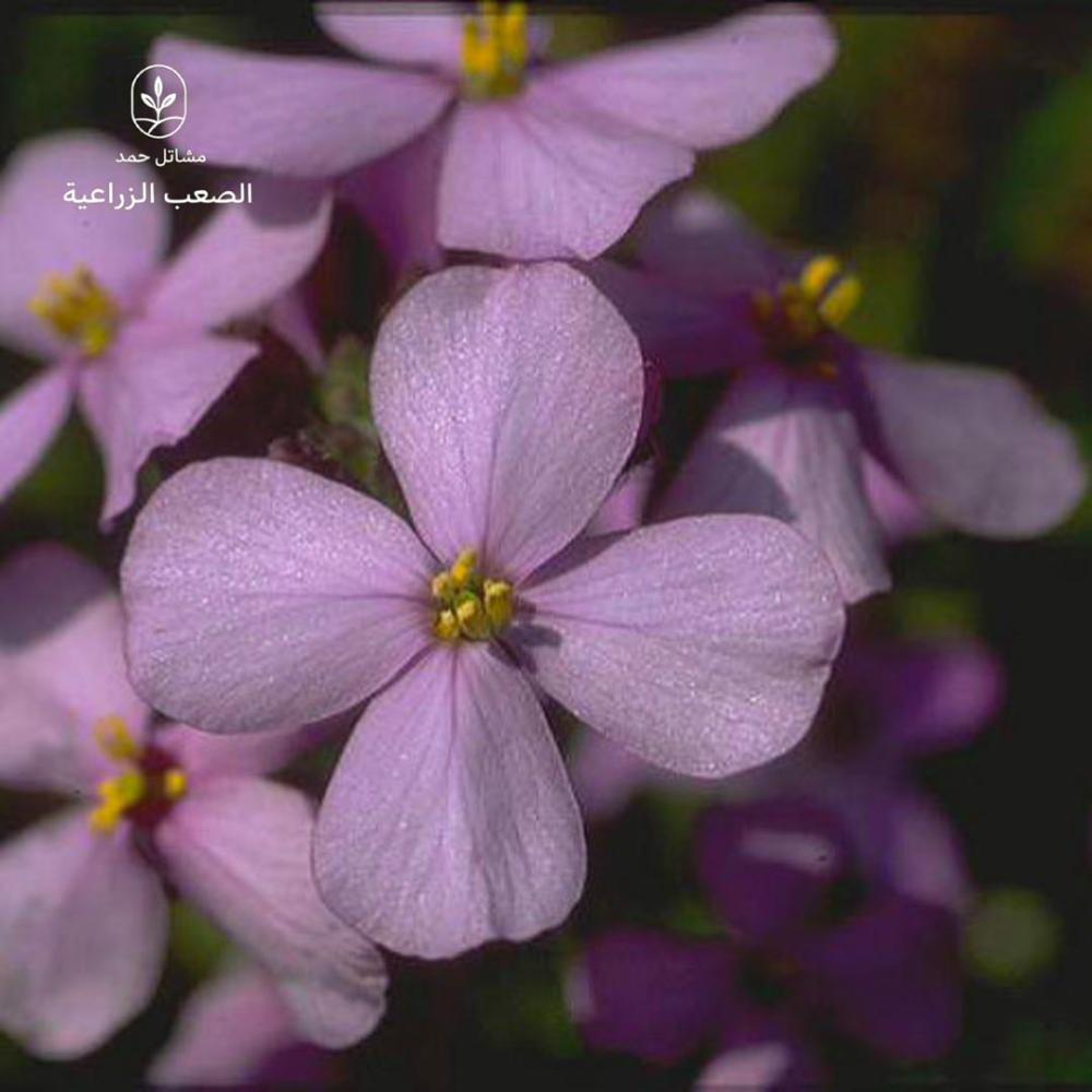 بذور اليهق- Diplotaxis acris