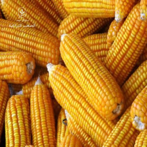 بذور الذرة الصفراء ( هجين )-Zea