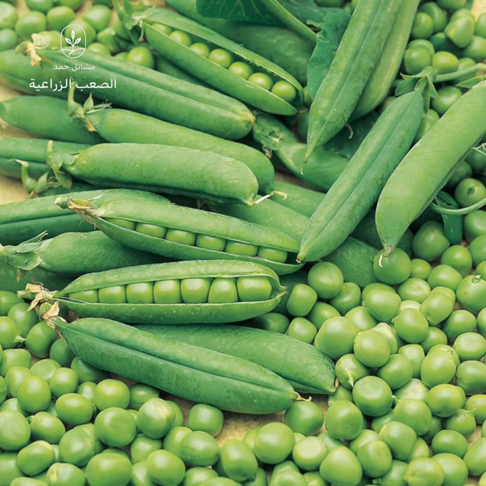 بذور البازلاء- Pisum sativum