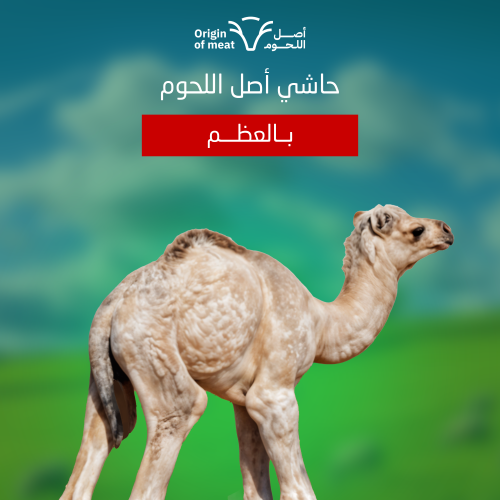 حاشي أصل اللحوم - ثلاث كيلو