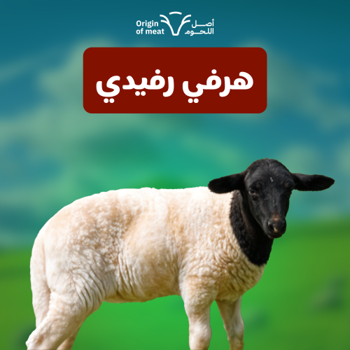 النعيمي الرفيدي - هرفي