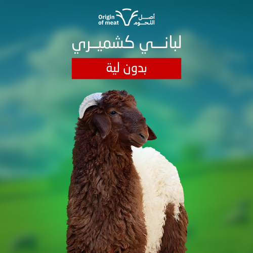 لباني كشميري (بدون ليه)