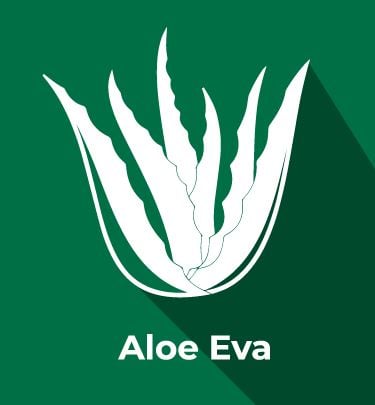 Aloe Eva