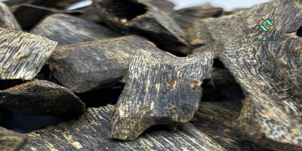 عود كينام الأصلي