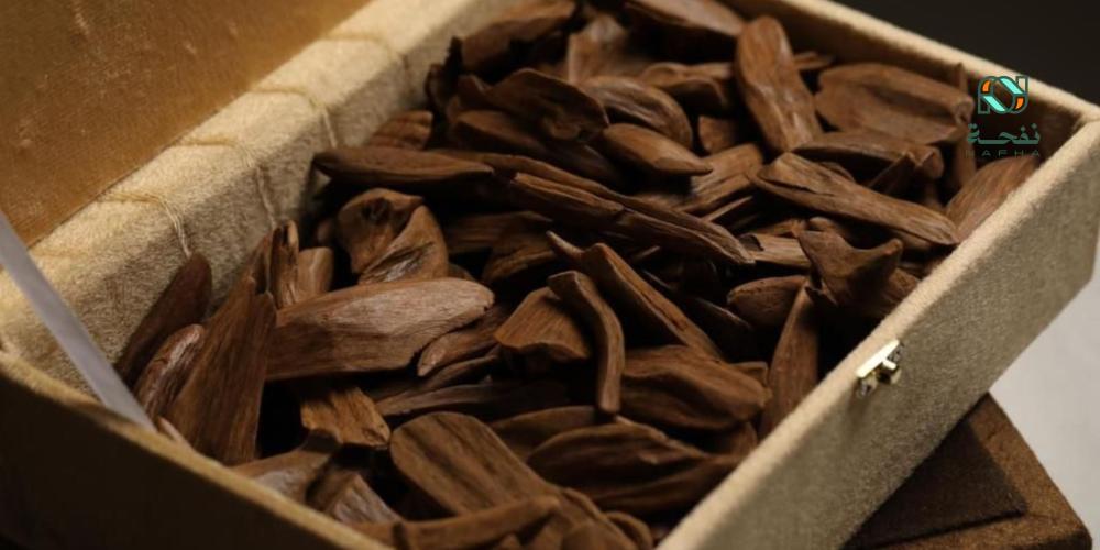 عود فخم بنكهة ناعمة