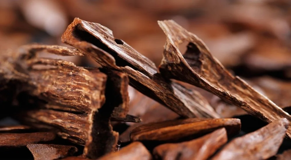 العود الطبيعي المحسن