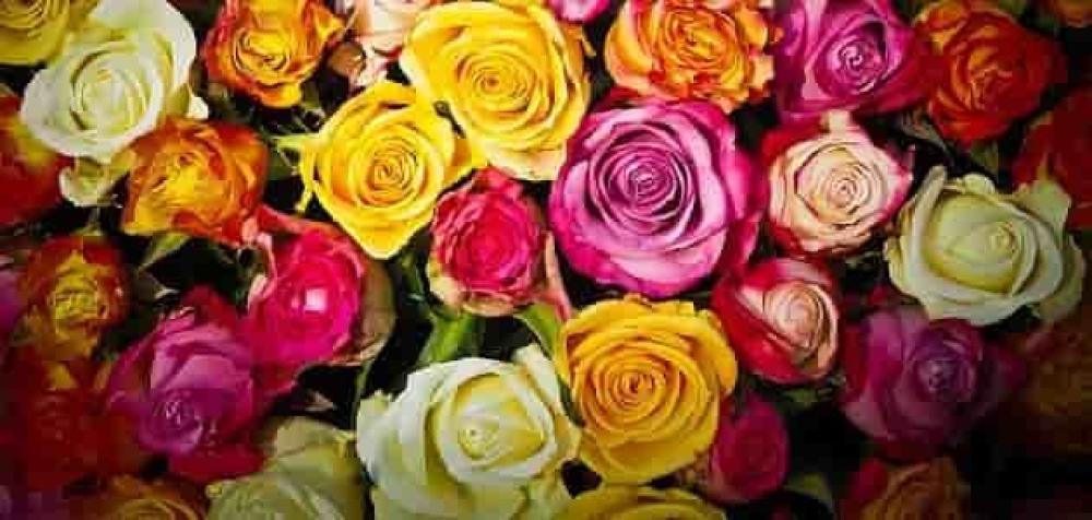 الوان الورد ومعانيها