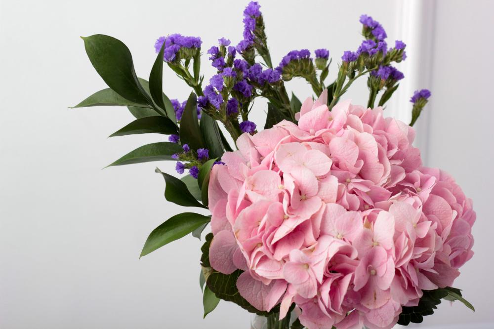 فازة الهيدرنجيا مع ليفو كريب 24 قطعة