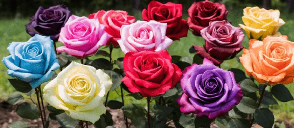 اجمل أنواع الورد الطبيعي في العالم