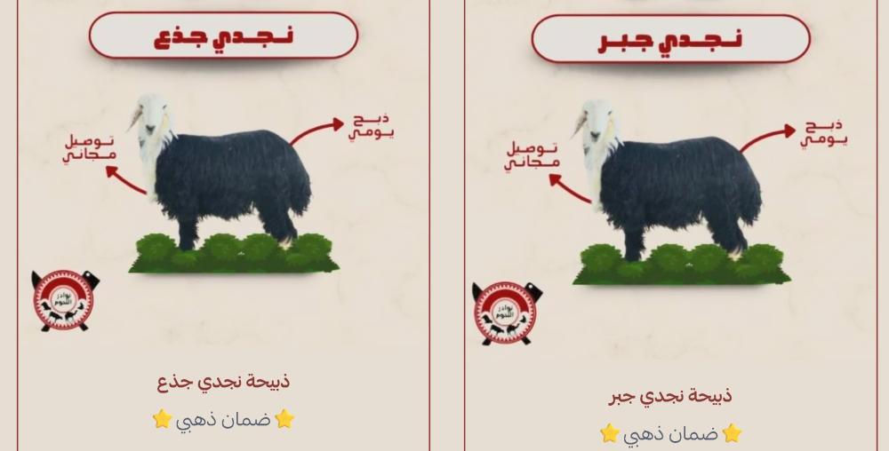 ذبيحة خروف النجدي