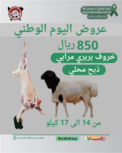 خروف بربري 14 _ 17 كيلو