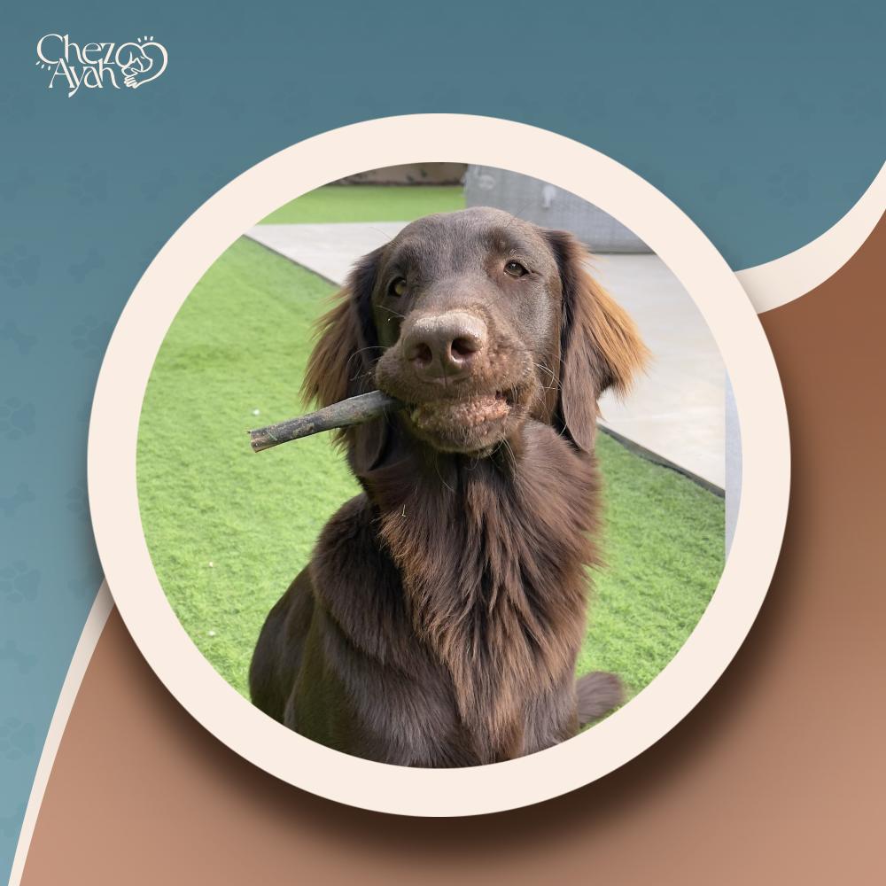 Doggy Village Wildlife Dog Chew Set - DV 7502 - 150G