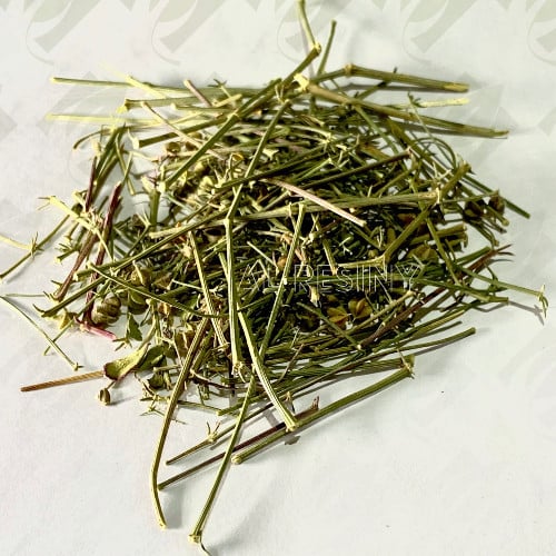 جنبه البر بلدي شوك الجمل