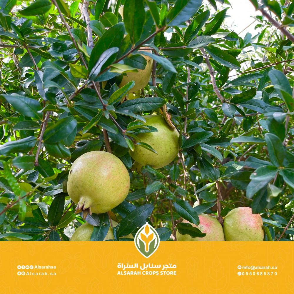 كرتون رمان بيدة | الحجم الصغير