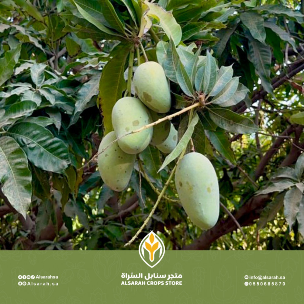 كرتون مانجو الباحة - هندي