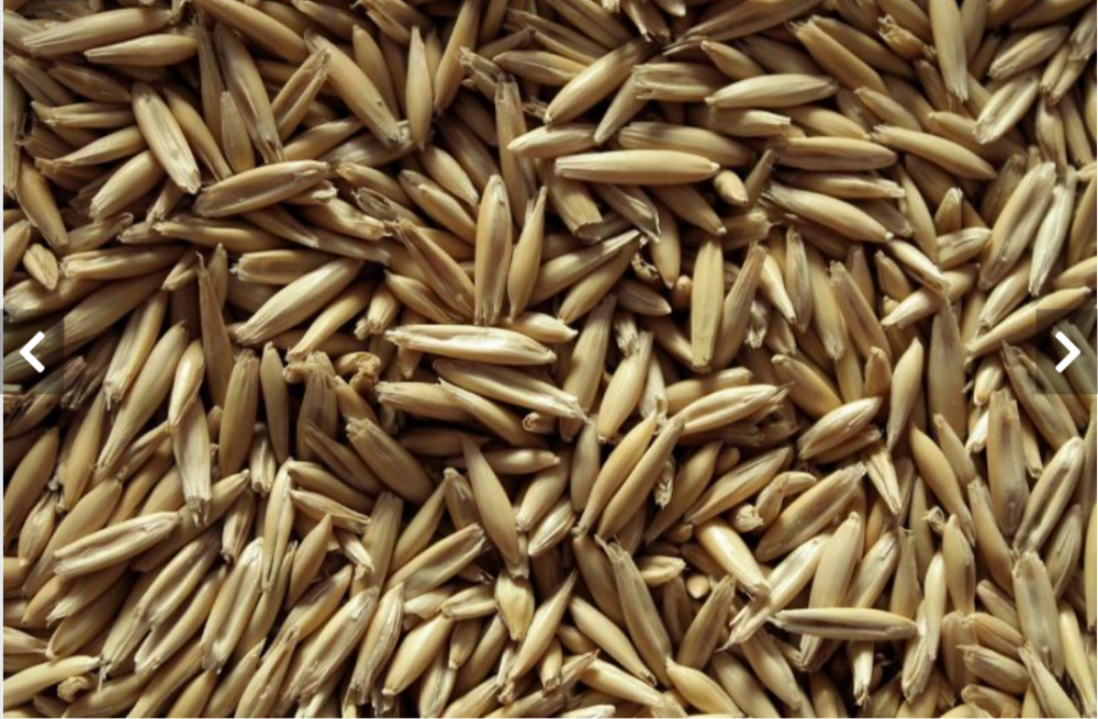 شوفان بلدي بقشرة كامل الحبة 1 كيلو عضوي