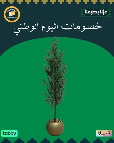 شجرة زيتون