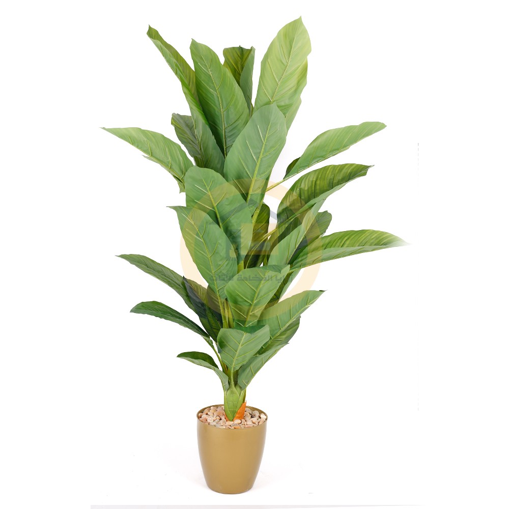 شجره بمركن ذهبي