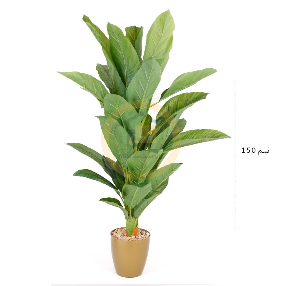 شجره بمركن ذهبي