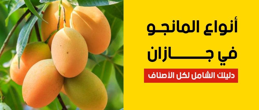 أنواع المانجو في جازان — دليلك الشامل لكل الأصناف