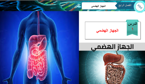 احياء 2-2 - الجهاز الهضمي