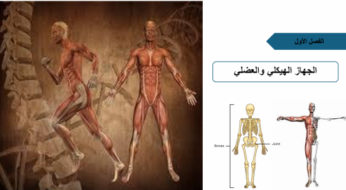 احياء 2-2- الجهاز العضلي