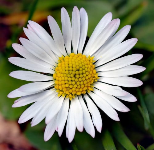 بذور زهرة البكرت(Bellis perennis)