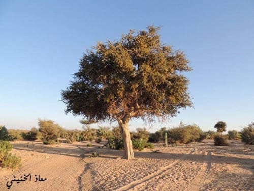 بذور سرح 50 بذرة مع شوائب Maerua crassifolia