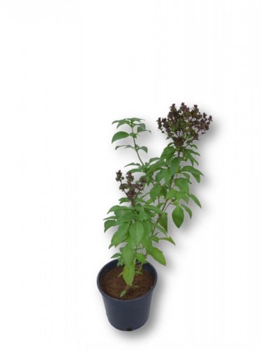 ريحان بلدي صغير