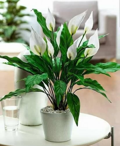 زنبق السلام (نبات طبيعي)