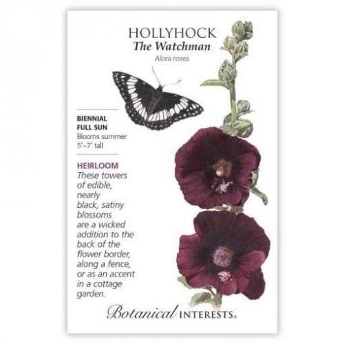 بذور خطمية سوداء أرجوانية - The Watchman Hollyhock...