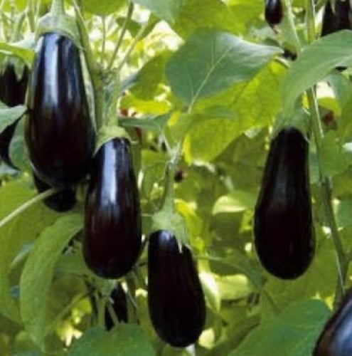 بذور باذنجان 42