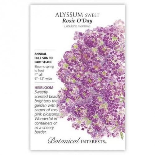 بذور اليسيوم روز - Rosie O'Day Sweet Alyssum Seeds